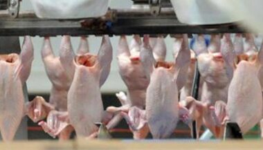 Importation de viandes de volaille américaines: Les précisions du ministère de l'Agriculture