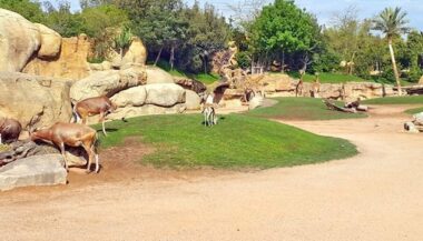 Réaménagement du parc zoologique de Aïn Sebaa: les travaux sont achevés à 80%