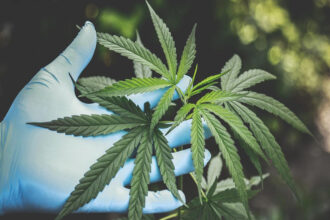 Un plan stratégique de développement de la filière du cannabis légal en préparation