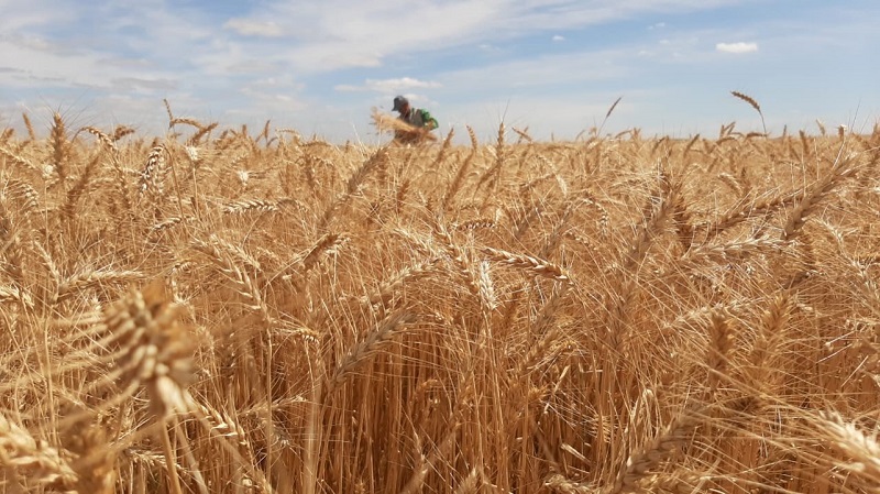 Importations de blé tendre : plus de trois mois de consommation sécurisés à des prix raisonnables