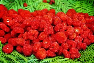 Les petits fruits rouges réalisent une bonne campagne à l’export
