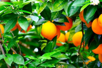 Marrakech-Safi. Voici l’état d’avancement de la campagne agricole 2024-2025