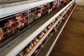 Aviculture : Les professionnels programment le Salon Dawajine pour novembre 2021