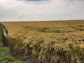 La récolte de riz pourra couvrir 75% de la consommation nationale en 2021-2022