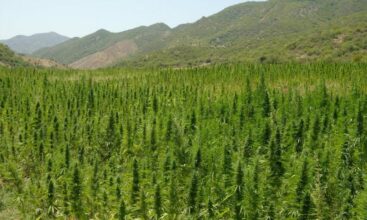 Cannabis : voici les pratiques et les défis en place en cette première année de culture licite