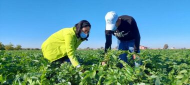 Maraîchage : le bilan d’OCP-Al Moutmir pour la campagne 2020-2021