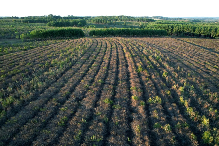 Climate: Food “should be put on the table”, argues an expert