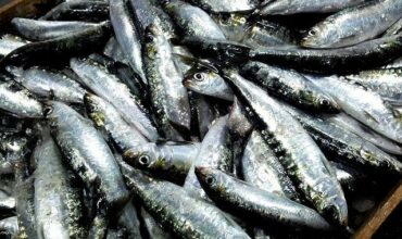 Le prix de vente de la sardine destinée à l’industrie augmente à 3,03 DH/kg