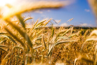 Les récentes pluies, salutaires pour la campagne agricole et les sols