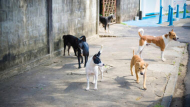 Plus de 18 MDH pour un refuge de chiens et chats errants à Agadir