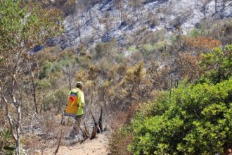 M'diq-Fnideq : l’incendie de la forêt &ldquo;Kodiat Tifour&rdquo; presque entièrement circonscrit