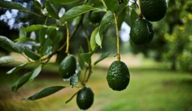 Les producteurs marocains ont perdu 6.000 tonnes d’avocats à cause de la tempête (producteur)