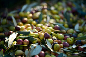 Avec la sécheresse et la chaleur, les prix de l’huile d’olive flambent