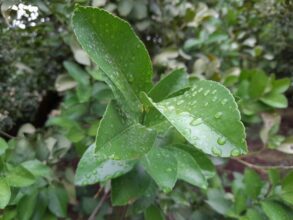 Céréales et arbres fruitiers, principaux bénéficiaires des dernières pluies