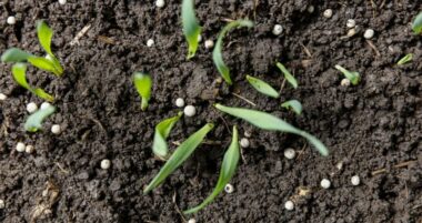 Les agriculteurs préoccupés par l'indisponibilité et la cherté des engrais azotés