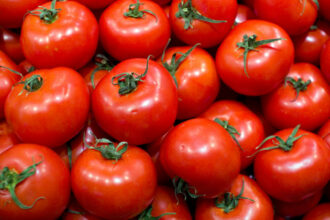 Tomates : dans le Souss, baisse de rendement et hausse des prix après la vague de froid