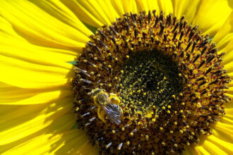 Au Maroc, certains pollens d’abeilles ont démontré un effet anti-cancéreux significatif (étude)