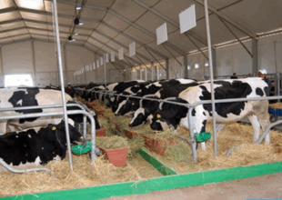 Tanger Med : 5.000 têtes de bovins importées depuis janvier