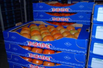 Tomates. Comment expliquer le record des 10 MMDH à l'export