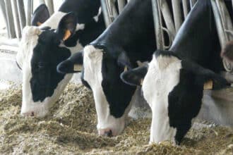 Comment l'État va mobiliser 14,45 milliards de DH pour développer la filière de la viande rouge d'ici 2030