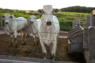 Sadiki : &ldquo;Les bovins importés du Brésil, l’une des meilleures races bovines au monde&rdquo;