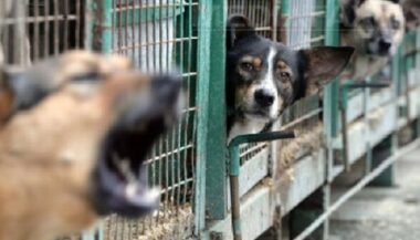 Scandale du dispensaire d’El Arjat : les chiens errants sauvés grâce à la médiatisation