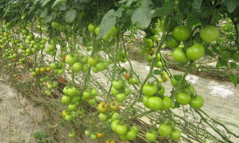 Dans la plaine de Chtouka, la prochaine campagne de Tomates est au centre des préoccupations