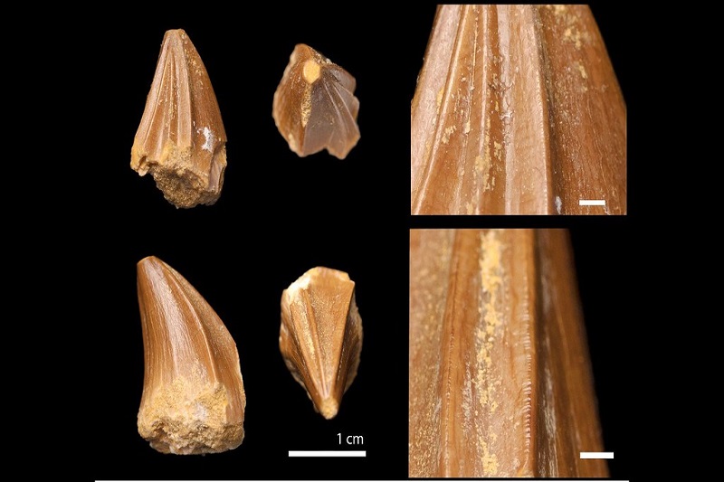 Un fossile de mosasaure avec d’étranges dents en forme de tournevis a été découvert au Maroc