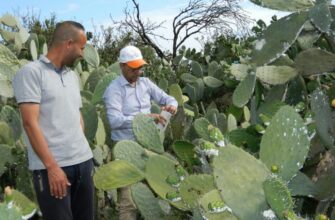 Contre la cochenille du cactus, des lâchers de coccinelles Trident dans le Nord