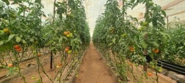 Le plan d'action déployé par l'ONSSA contre la maladie des fruits bruns et rugueux de la tomate