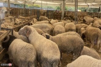 À une semaine de Aïd al-Adha, 6,8 millions de têtes identifiées, les prix en hausse de 10 à 15%