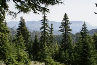 Forêts du Maroc : plus de 100 sites de graines forestières répertoriés