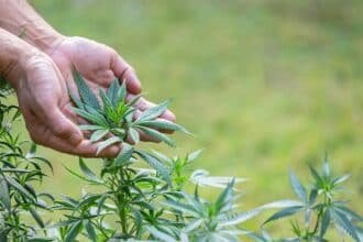 Bientôt une zone économique pour la transformation des produits de cannabis à Al Hoceima