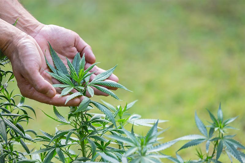 Comment se déroule la première campagne de culture du cannabis légal
