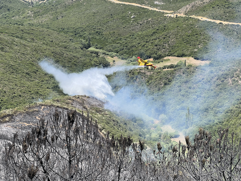 Feux de forêt : les efforts se poursuivent pour maîtriser un incendie à Taghramt (Fahs-Anjra)