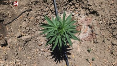 Reportage. Dans la province de Chaouen, &ldquo;la production réglementée de cannabis est une aubaine&rdquo;