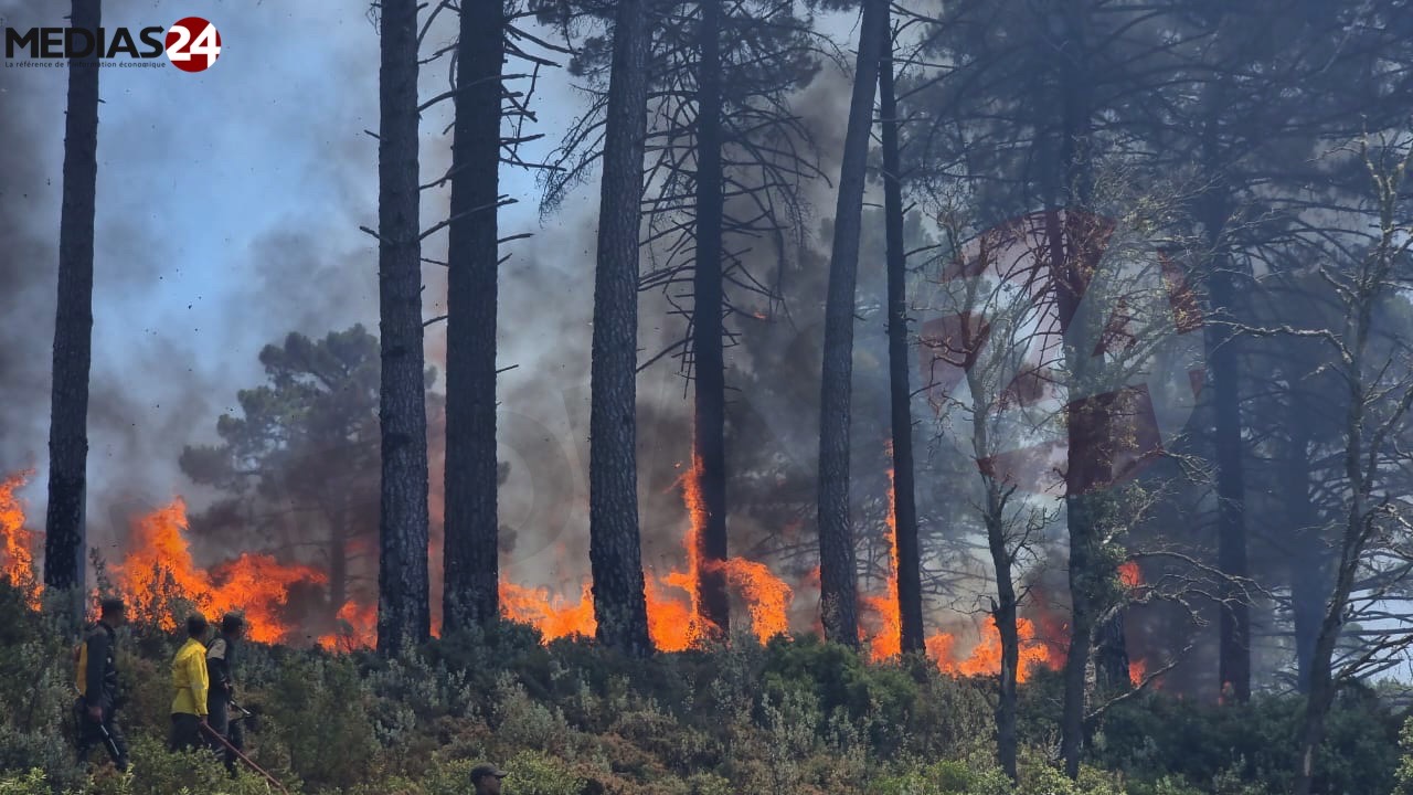 Près de 100 hectares ravagés par les feux dans la forêt de Jbel Kharbouch à Chefchaouen