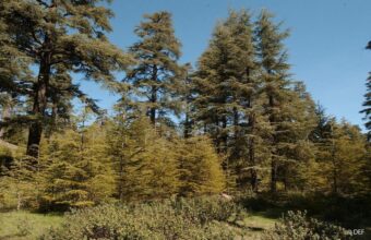 Stratégie Forêts du Maroc : voici les détails du programme de reforestation