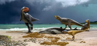 Dans les phosphates marocains, des scientifiques découvrent deux nouvelles espèces de dinosaures