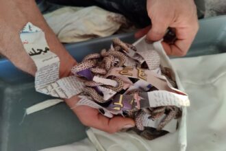 Des centaines de reptiles destinés à un trafic illégal interceptés à l'aéroport de Marrakech