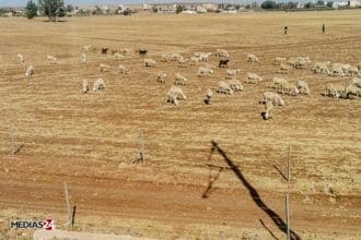 Les dernières pluies n'auront pas un grand impact sur la campagne céréalière (experts)