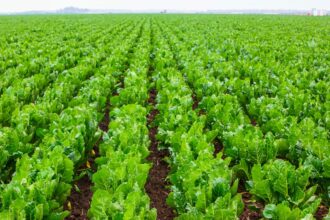 Campagne sucrière 2024-2025. Cosumar double les surfaces cultivées à 45.000 hectares