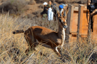 Faune sauvage : au Maroc, un retour discret mais décisif des espèces menacées