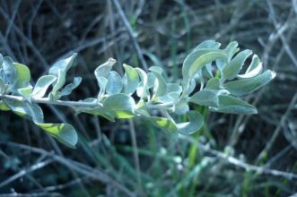 Atriplex, une plante fourragère résistante à la sécheresse en pleine expansion au Maroc