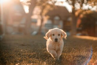 Une offre inédite d'assurance santé pour animaux de compagnie en phase de test