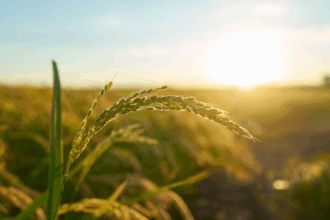 Après les dernières pluies, une saison agricole &ldquo;prometteuse&rdquo; dans le Nord