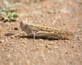 Criquets pèlerins. La situation reste sous contrôle malgré la reproduction printanière