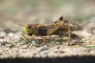 Une activité reproductive des criquets pèlerins confirmée dans le Sud du Maroc (FAO)
