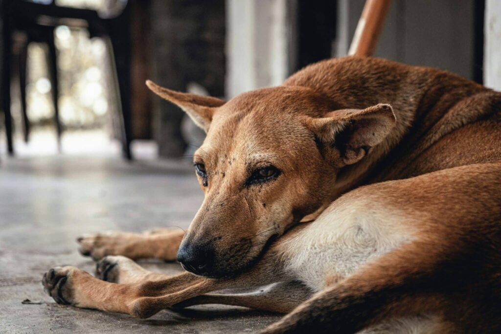 Chiens errants : un projet de loi pour concilier sécurité publique et santé animale