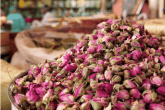 Rose à parfum : une production record, portée par une dynamique d’investissement soutenue